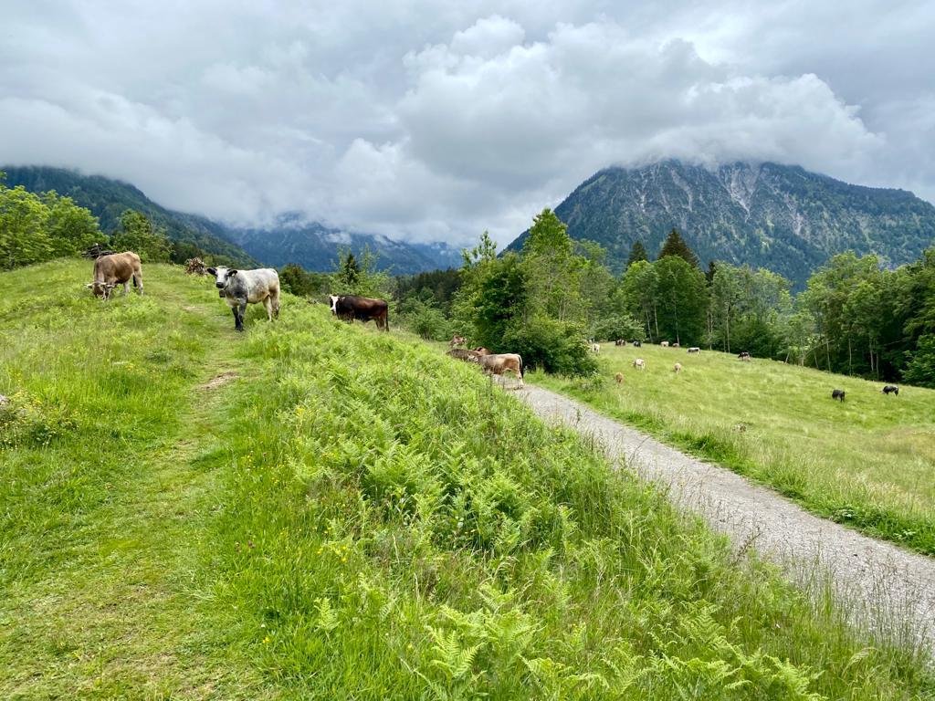 Allgäuer Braunvieh und Fleckvieh auf einer Wiese am Bergweg, im Hintergrund wolkenverhangene Bergspitzen über Oberstdorf