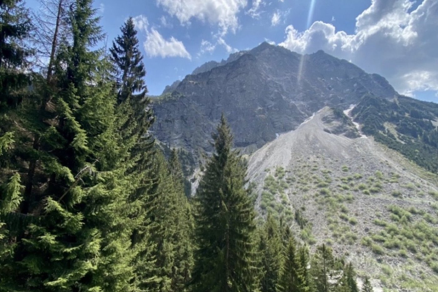 Schroffer Felsgipfel im Rubihorn-Massiv, im Vordergrund Tannen und Latschenkiefern auf grüner Almwiese