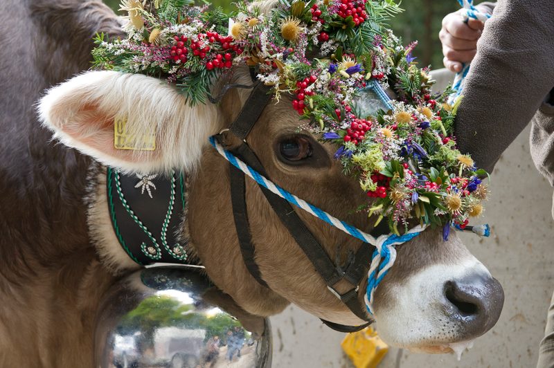 Festlich mit Blumenkranz geschmückte Kranzkuh beim Viehscheid im Allgäu